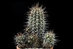 Copiapoa cuprea D.15 H. 16 € 110.00